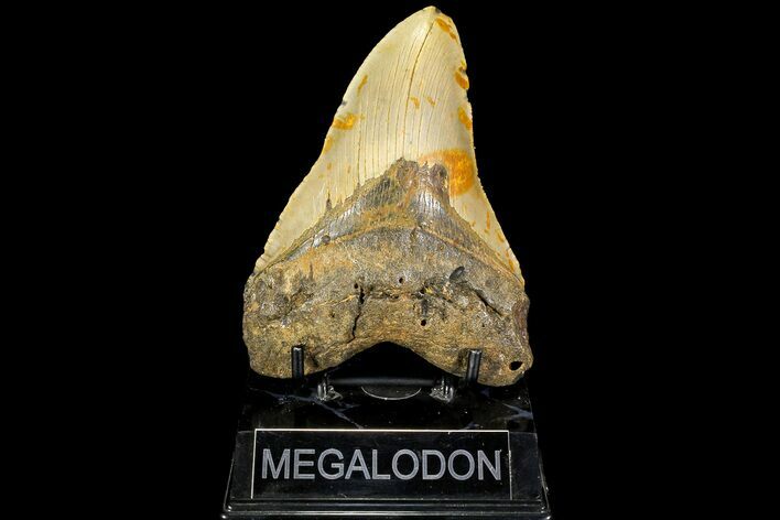 Fossil Megalodon Tooth - North Carolina #109785